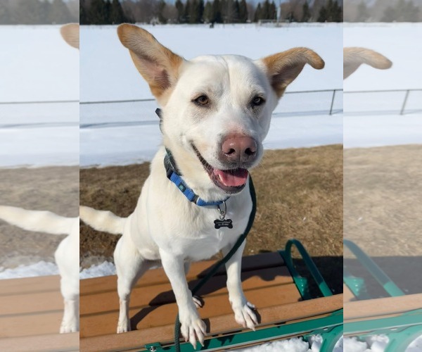 Medium Photo #10 Unknown-white german shepherd Mix Puppy For Sale in Rockaway, NJ, USA