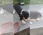 Small Photo #15 Beagle Puppy For Sale in LAFAYETTE, IN, USA