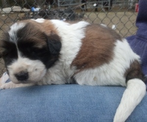 Newfoundland-Saint Bernard Mix Puppy for sale in COLVILLE, WA, USA