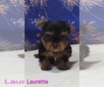 Small #3 Yorkshire Terrier