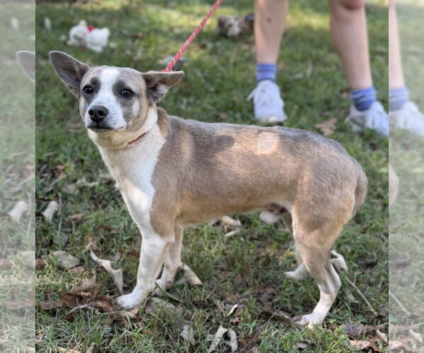 Medium Photo #4 Chihuahua Puppy For Sale in Yardley, PA, USA