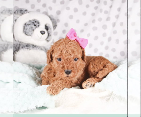Medium Photo #1 Goldendoodle (Miniature) Puppy For Sale in SELMA, NC, USA