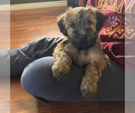 Puppy 1 Soft Coated Wheaten Terrier