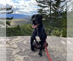 Small #5 Labrador Retriever Mix