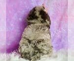 Small Photo #102 Poodle (Miniature) Puppy For Sale in WARSAW, IN, USA