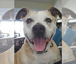 Small #2 American Pit Bull Terrier Mix