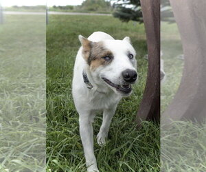 Aria - Female Mutt Dog for Adoption - Photo #4