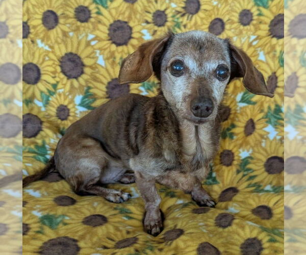 Medium Photo #2 Dachshund Puppy For Sale in Weston, FL, USA