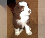 Puppy 3 Bearded Collie