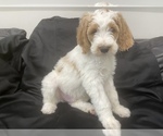 Small Photo #3 Goldendoodle Puppy For Sale in PHILA, PA, USA