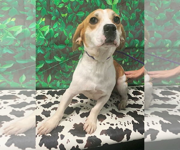 Medium Photo #7 Beagle-Unknown Mix Puppy For Sale in Dunnellon, FL, USA