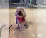 Winky FH - Male Maltichon Dog for Adoption - Small photo