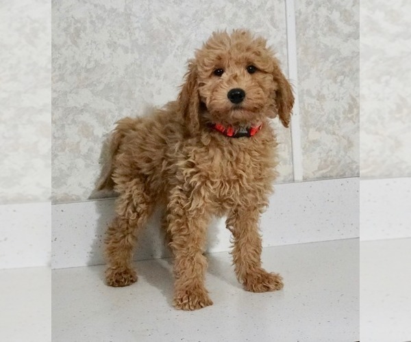 Medium Photo #1 Labradoodle-Poodle (Miniature) Mix Puppy For Sale in NAPPANEE, IN, USA