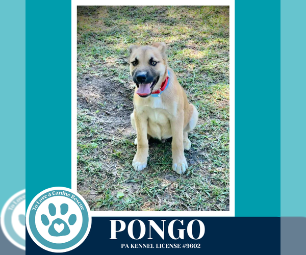 Medium Photo #3 Mutt Puppy For Sale in Kimberton, PA, USA