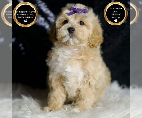 Medium Photo #6 Maltipoo Puppy For Sale in WARSAW, IN, USA