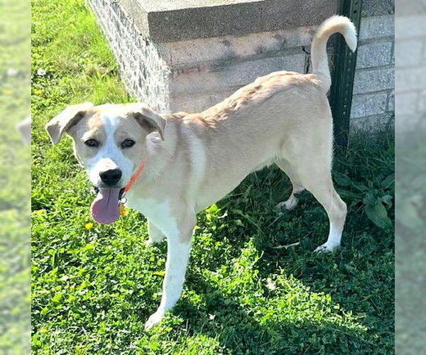 Medium Photo #2 Labrador Retriever-Unknown Mix Puppy For Sale in Genesee, WI, USA