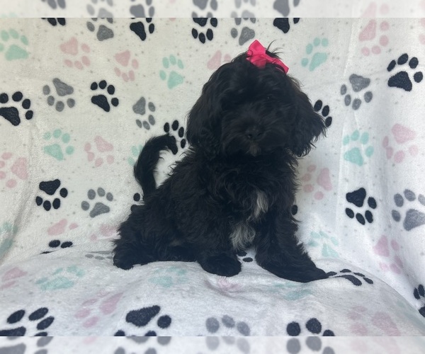 Medium Photo #1 ShihPoo Puppy For Sale in LAKELAND, FL, USA