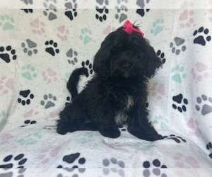 ShihPoo Puppy for sale in LAKELAND, FL, USA