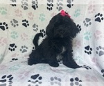 Image preview for Ad Listing. Nickname: Perdita