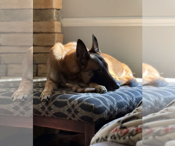 Medium Photo #4 Mutt Puppy For Sale in Stevens Point, WI, USA