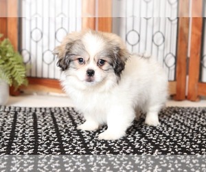 Zuchon Puppy for sale in NAPLES, FL, USA