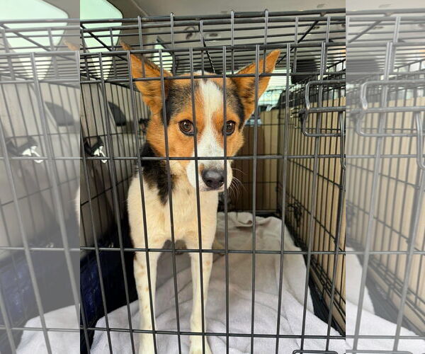 Medium Photo #4 Mutt Puppy For Sale in Grafton, WI, USA