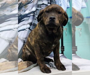 Bulldog-Labrador Retriever Mix Dogs for adoption in Wetumpka, AL, USA