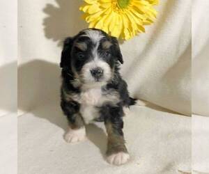 Bernedoodle-Poodle (Miniature) Mix Puppy for sale in FT PLAIN, NY, USA