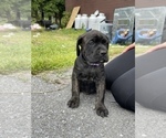 Small Photo #6 Cane Corso Puppy For Sale in HOGANSBURG, NY, USA