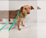 Small #1 Beagle Mix