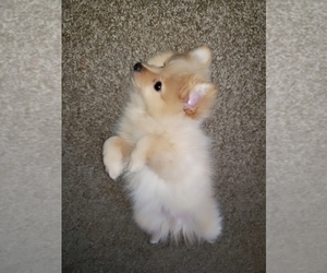 Medium Spitz Puppy for sale in KANSAS CITY, KS, USA