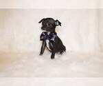 Small #6 Chihuahua