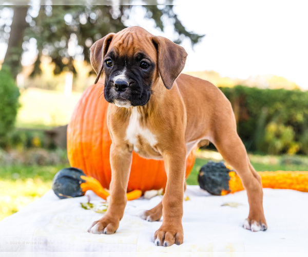 Medium Photo #9 Boxer Puppy For Sale in WAKARUSA, IN, USA