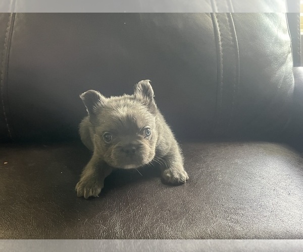 Medium Photo #2 French Bulldog Puppy For Sale in JUSTIN, TX, USA