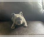 Small #1 French Bulldog