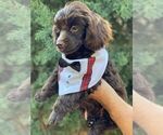 Small Photo #22 Poodle (Toy) Puppy For Sale in PALO ALTO, CA, USA