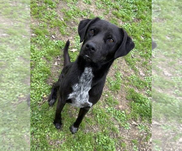 Medium Photo #1 Labrador Retriever-Mountain Cur Mix Puppy For Sale in Shreveport, LA, USA