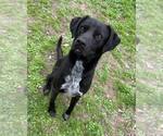 Small Labrador Retriever-Mountain Cur Mix