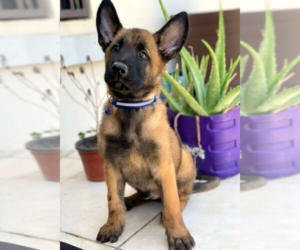 Medium Photo #1 Belgian Malinois Puppy For Sale in EAGLE PASS, TX, USA