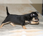 Small #5 Chihuahua