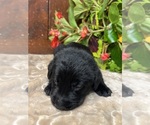 Small #16 Labrador Retriever