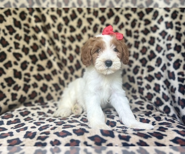 Medium Photo #1 Cavapoo Puppy For Sale in LAKELAND, FL, USA