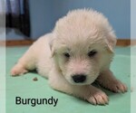 Puppy Burgundy Great Pyrenees