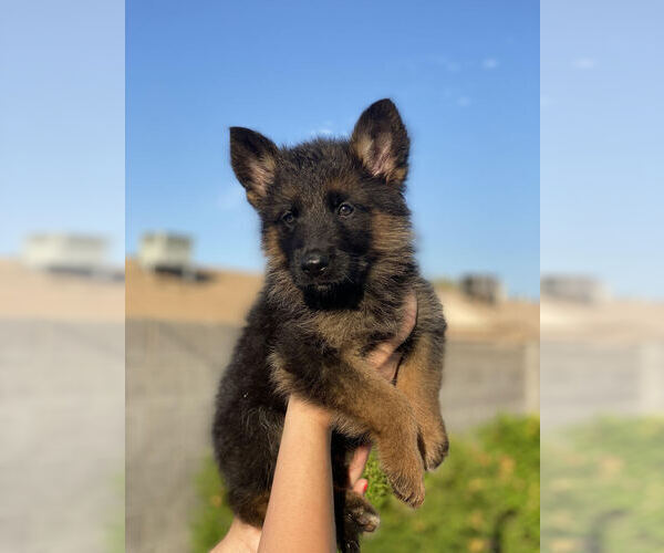 Medium Photo #1 German Shepherd Dog Puppy For Sale in PEORIA, AZ, USA