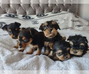 Yorkshire Terrier Puppy for sale in DALLAS, TX, USA