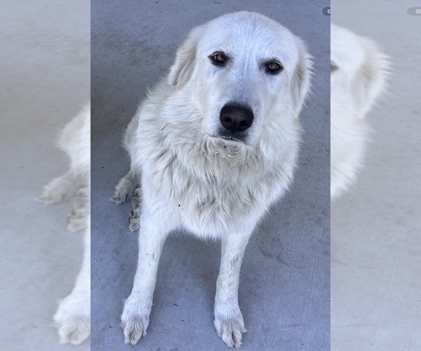 Medium Photo #1 Great Pyrenees Puppy For Sale in OLD TOWN, FL, USA