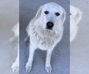 Mother of the Great Pyrenees puppies born on 05/01/2026