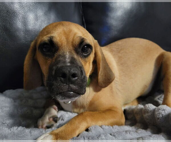Medium Photo #1 Puggle Puppy For Sale in New London, WI, USA