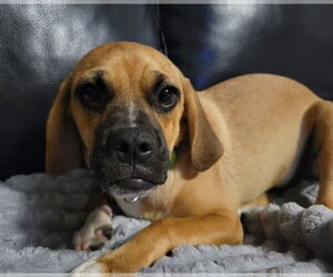 Puggle Dogs for adoption in New London, WI, USA