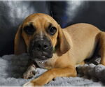 Small Puggle